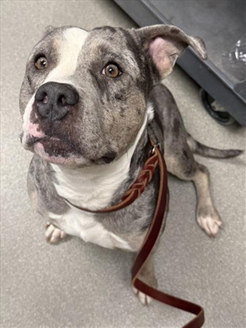 *MOCHI - Pit Bull Terrier available for adoption