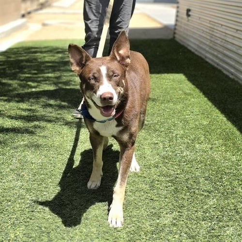 BRIDGETTE - Siberian Husky available for adoption