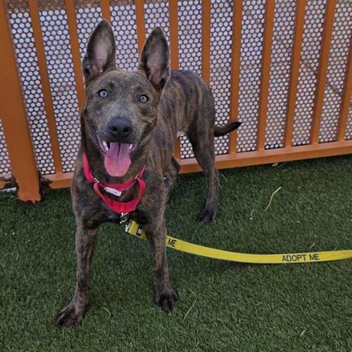 *VIVI - Belgian Shepherd Malinois available for adoption