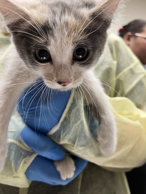 *MIMI - Domestic Medium Hair available for adoption