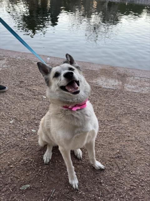*FARRAH - Anatolian Shepherd available for adoption