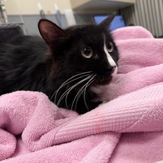 SILVIE - Domestic Long Hair available for adoption