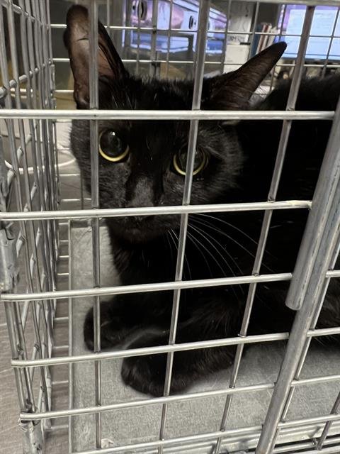 *MILA - Domestic Short Hair available for adoption