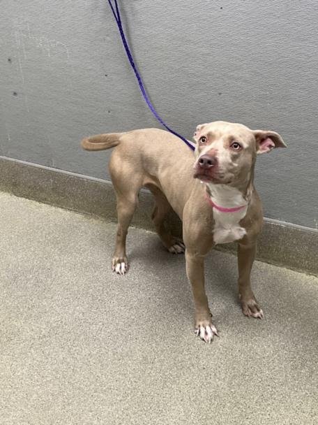*PEACHES - Pit Bull Terrier available for adoption