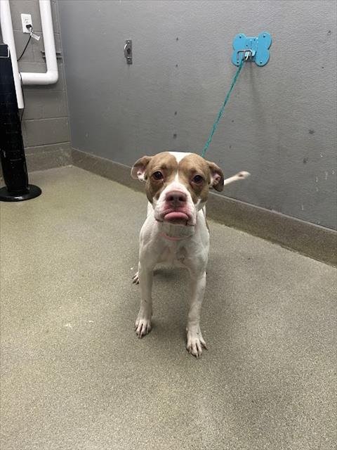 ZOIE - Pit Bull Terrier available for adoption