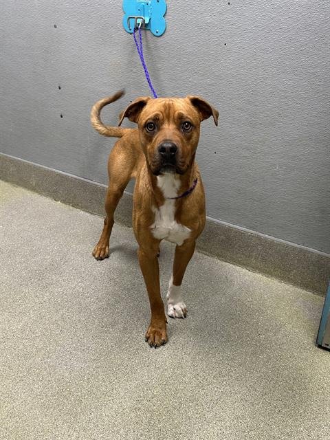 BENJI - Pit Bull Terrier available for adoption