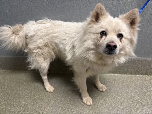 *YAMS - American Eskimo Dog available for adoption