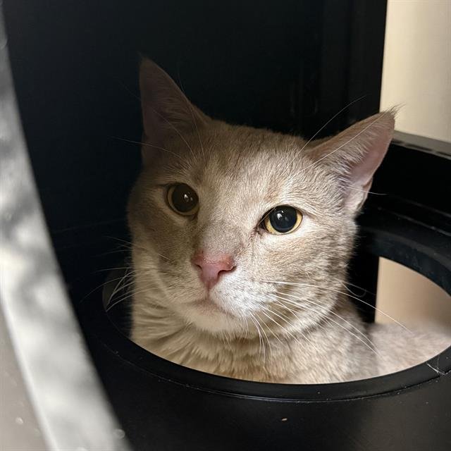 SIMBA - Domestic Short Hair for adoption in North Las Vegas