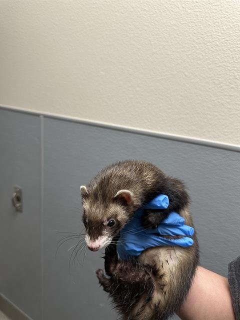 *MIE - Ferret available for adoption