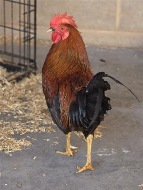 *RICHARD - Chicken available for adoption