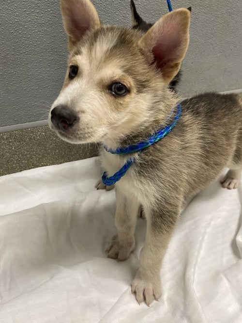 *GREY WIND - Husky available for adoption