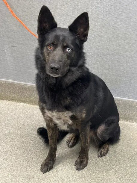 *TOAST - German Shepherd Dog available for adoption