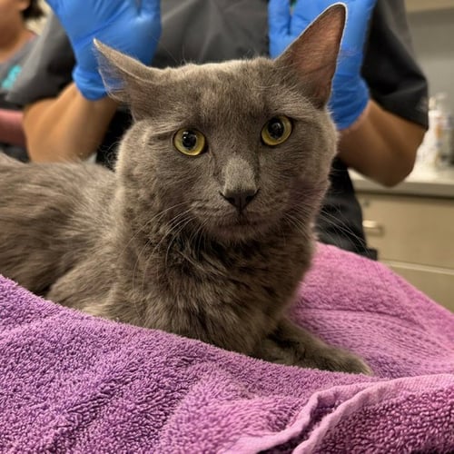 *MOSCOW - Domestic Medium Hair available for adoption