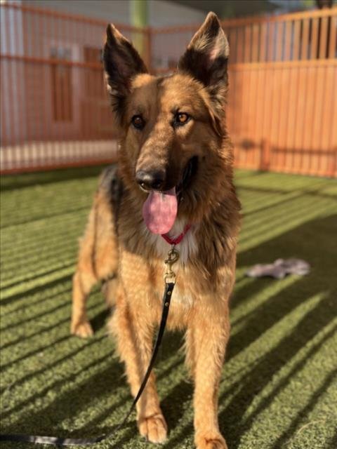 *DRAKE - German Shepherd Dog available for adoption