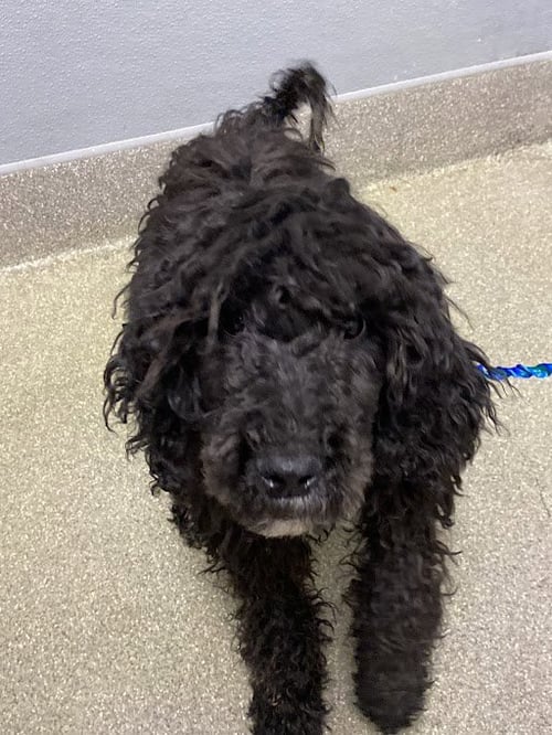 *TELUM - Poodle (Miniature) available for adoption