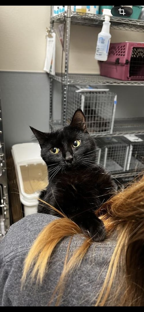 *MANDY - Domestic Medium Hair available for adoption