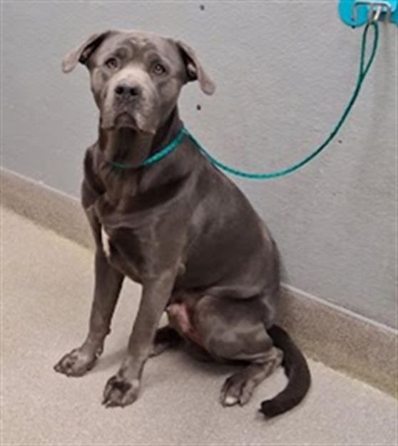 SMOKEY - Cane Corso Mastiff available for adoption