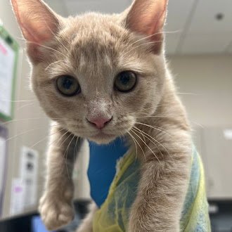 A1417191 - Domestic Short Hair available for adoption