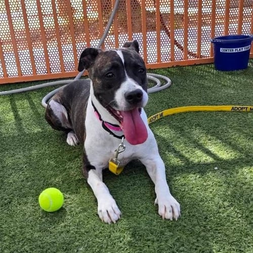 *RAINBOW SPARKLES - Boxer / Pit Bull Terrier available for adoption