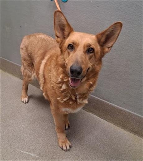 *PERSIMMON - German Shepherd Dog available for adoption
