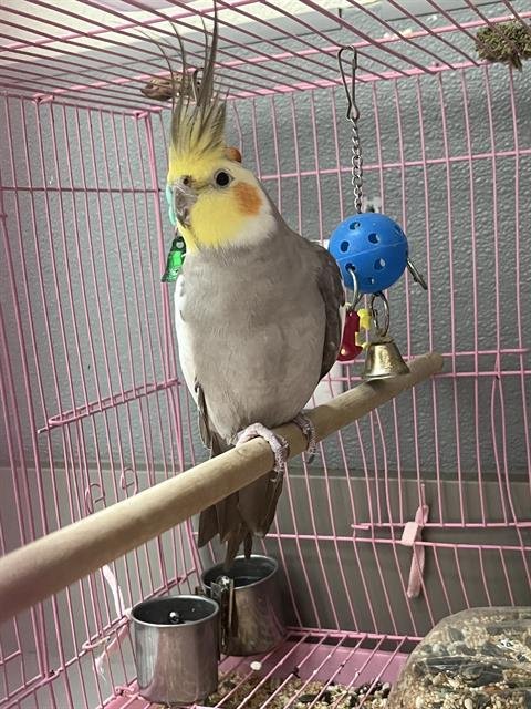 *WARU - Cockatiel available for adoption