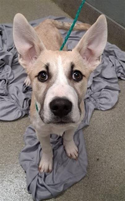 *BRICK - German Shepherd Dog available for adoption