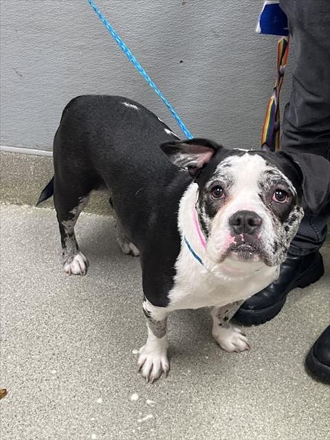 OREO - Boxer available for adoption