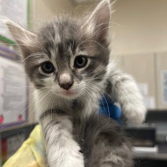 *AXL - Domestic Short Hair available for adoption