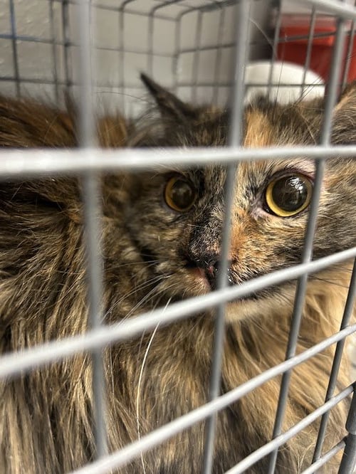*PLUM - Domestic Short Hair for adoption in North Las Vegas