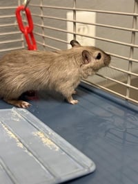 ALFALFA - Photo 1