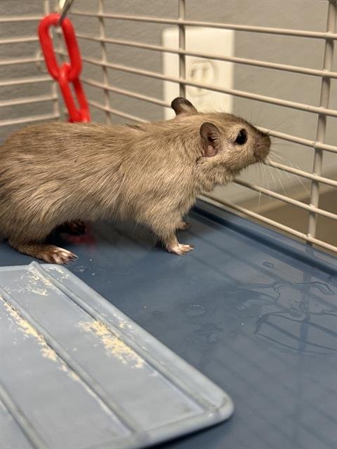 ALFALFA - Gerbil available for adoption