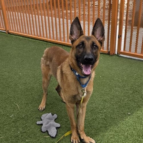 RAIDER - Belgian Shepherd Malinois / German Shepherd Dog available for adoption