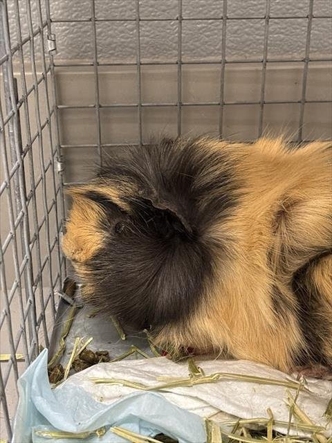 COOKIE - Guinea Pig available for adoption