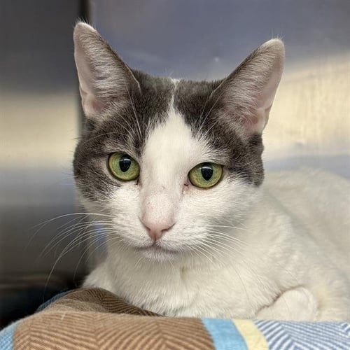 TINA - Domestic Short Hair available for adoption