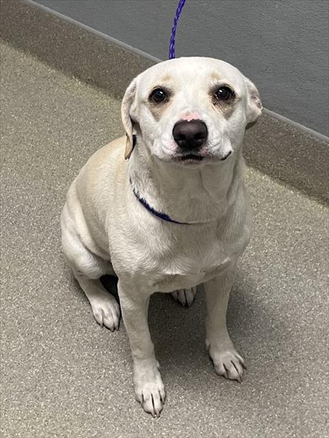 LUNA - Chihuahua available for adoption