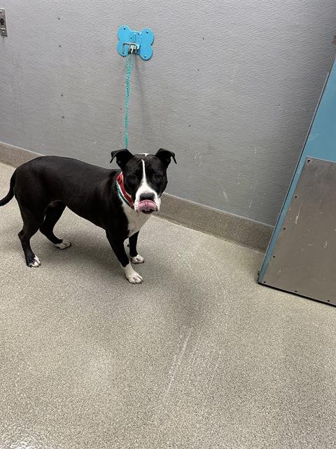 MOSA - Pit Bull Terrier available for adoption