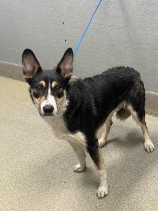 *ROOSTER - Husky available for adoption