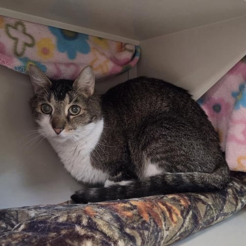 SALTY - Domestic Short Hair for adoption in Las Vegas