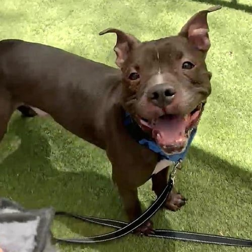 *SULLY - Pit Bull Terrier available for adoption