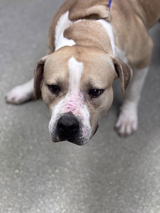 *LOU LOU - Pit Bull Terrier available for adoption