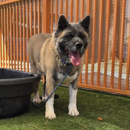 AMBER - Akita available for adoption