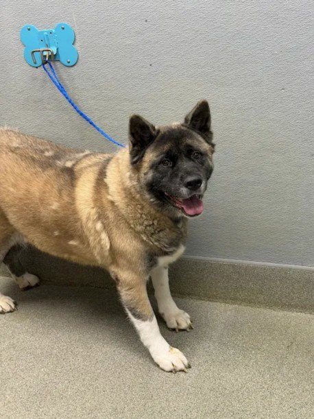 AMBER - Akita available for adoption