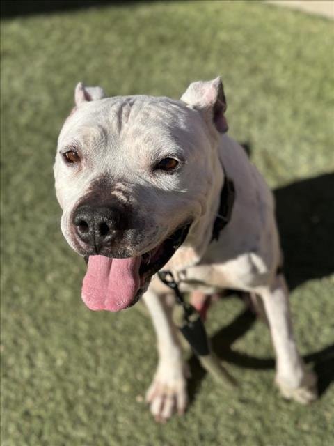 ROCKY - Pit Bull Terrier available for adoption