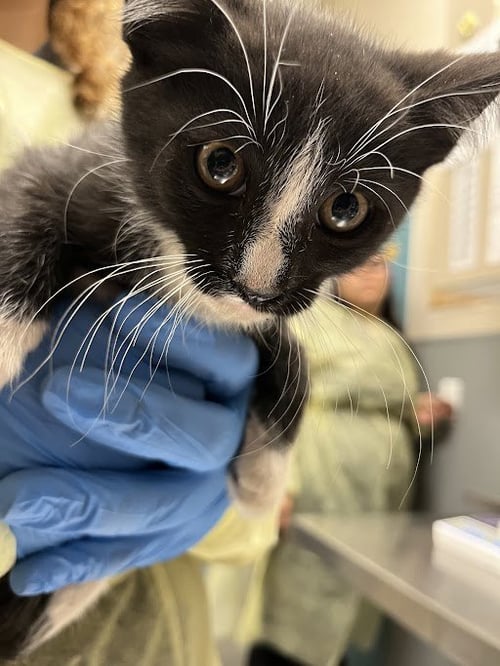 *JOJO - Domestic Medium Hair available for adoption