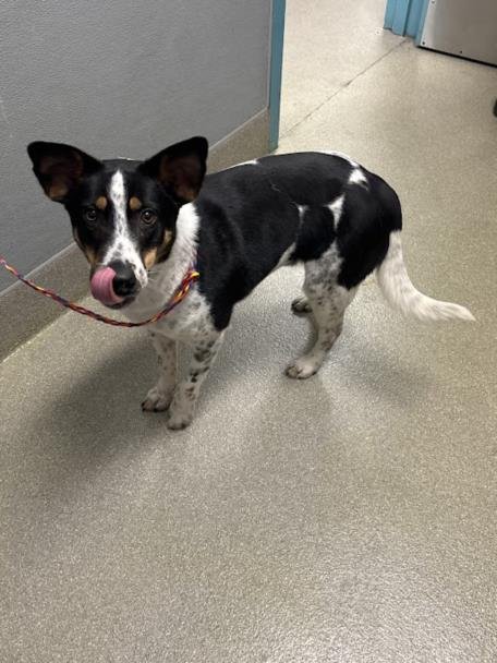 TERRY - Queensland Heeler available for adoption