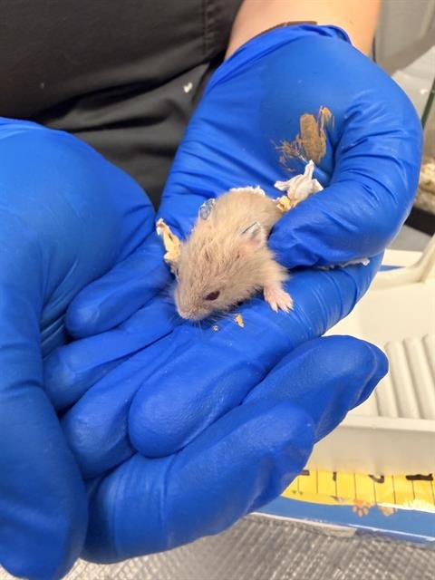 PEANUT - Hamster available for adoption