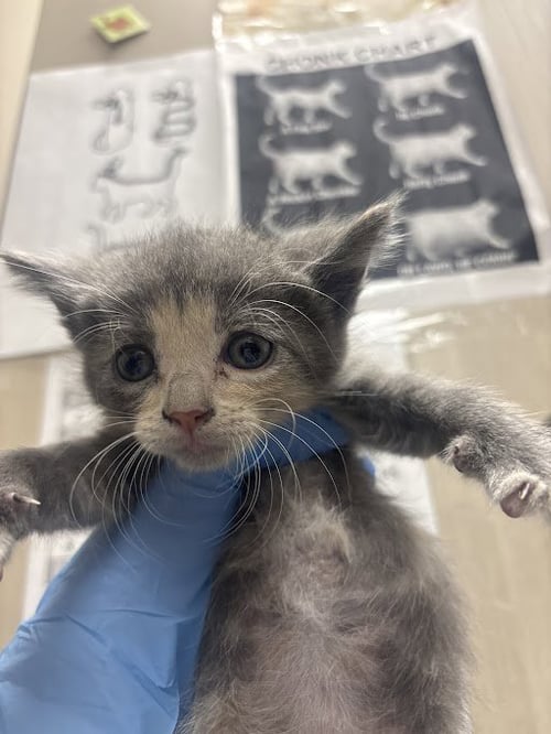 *GORDITA - Domestic Short Hair available for adoption