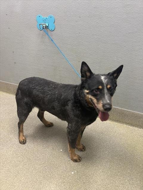 *NELSON - Australian Cattle Dog/Blue Heeler available for adoption