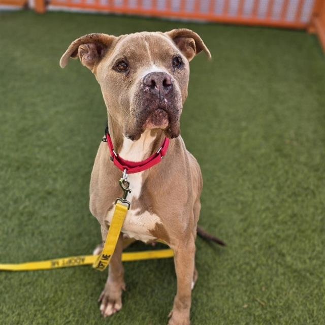 BEZEL - Pit Bull Terrier available for adoption