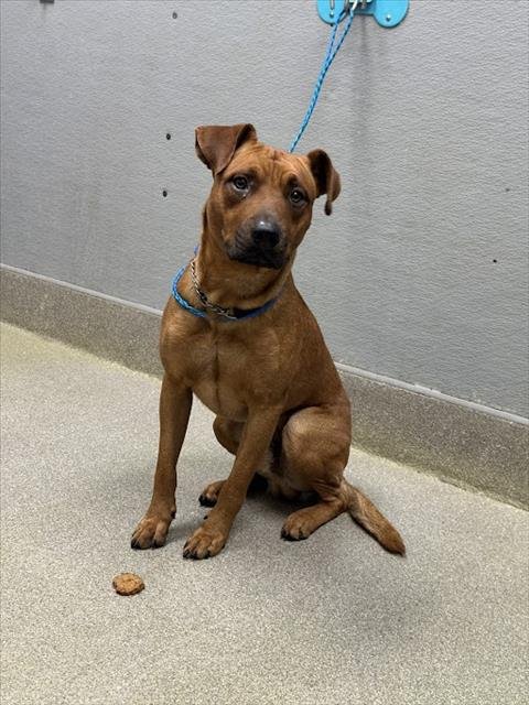 *MAGIC NUGGET - Pit Bull Terrier available for adoption